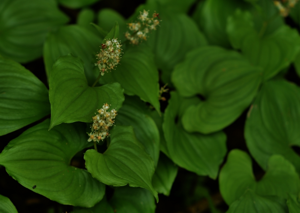 f:id:JKazy:20160630002854j:plain