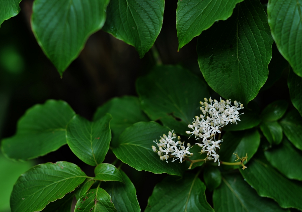 f:id:JKazy:20160630002918j:plain