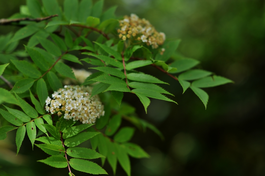 f:id:JKazy:20160630003154j:plain