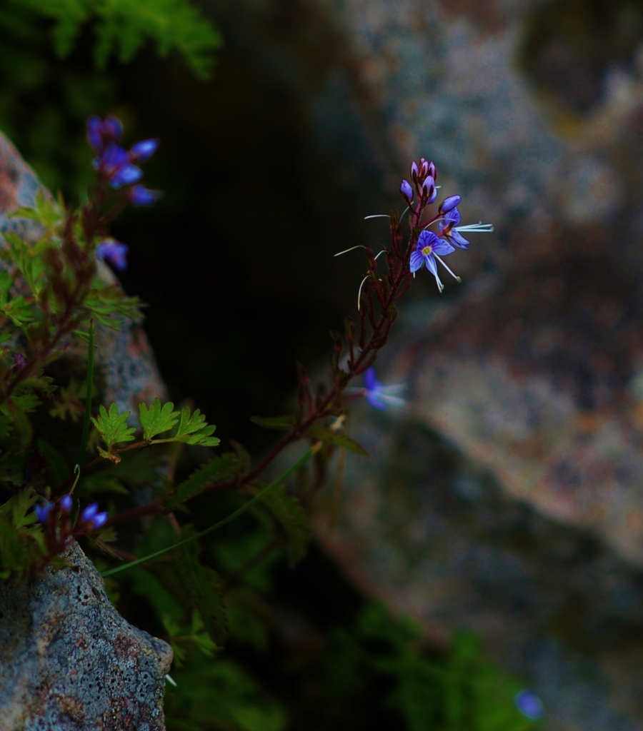 f:id:JKazy:20160630004848j:plain