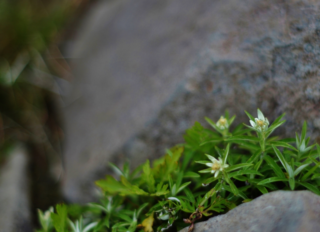 f:id:JKazy:20160630011006j:plain