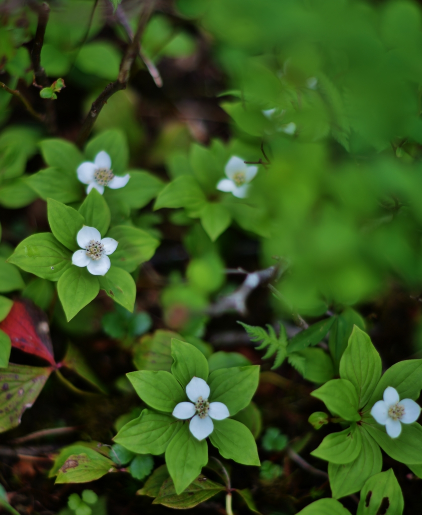 f:id:JKazy:20160630012157j:plain