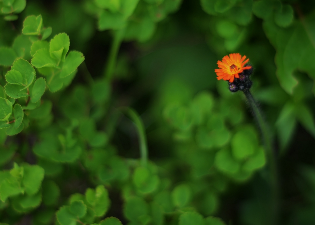 f:id:JKazy:20160630013141j:plain