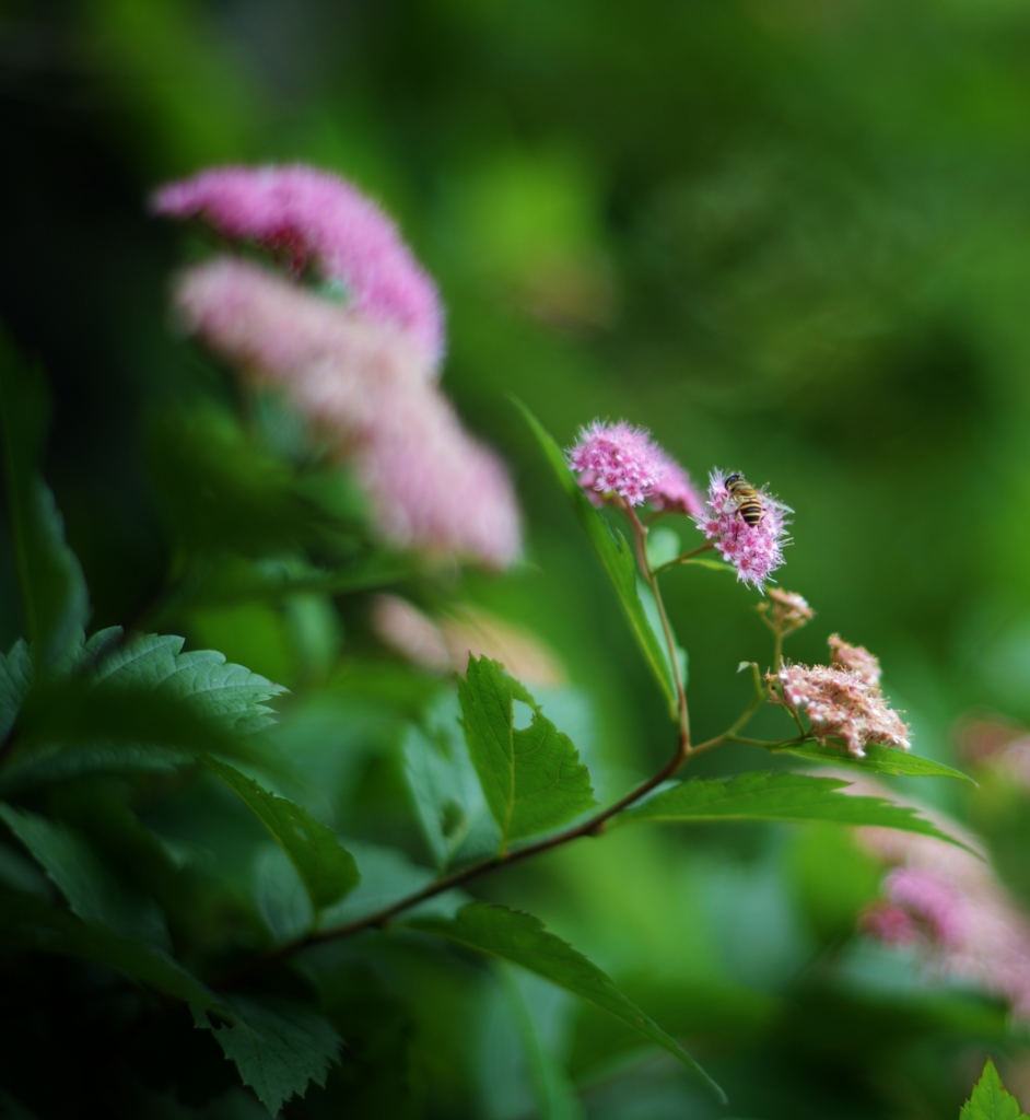 f:id:JKazy:20160704083154j:plain