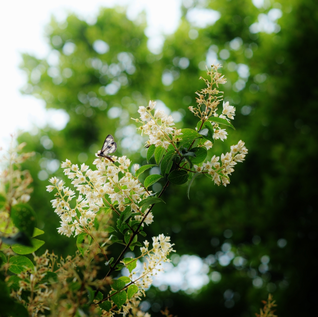 f:id:JKazy:20160704083920j:plain