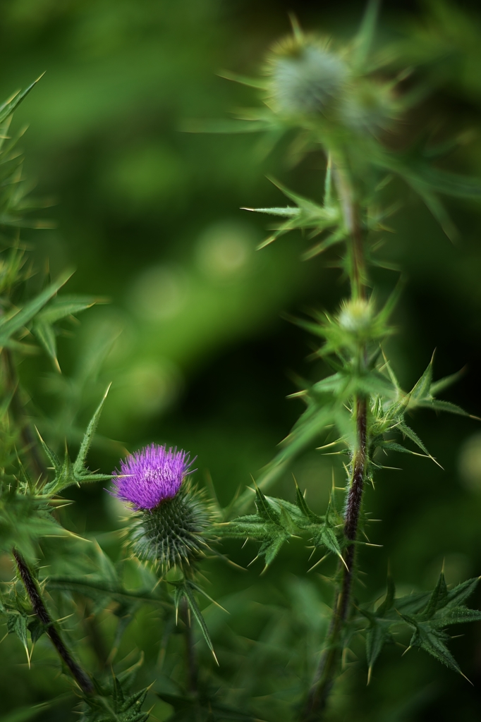 f:id:JKazy:20160708160134j:plain