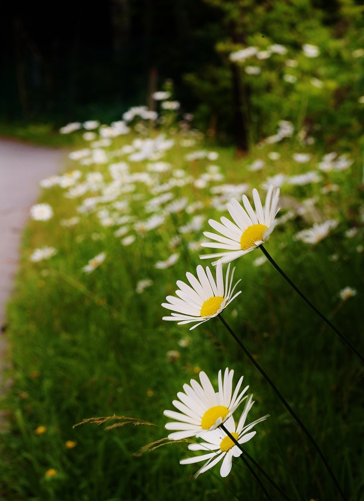 f:id:JKazy:20160708164140j:plain