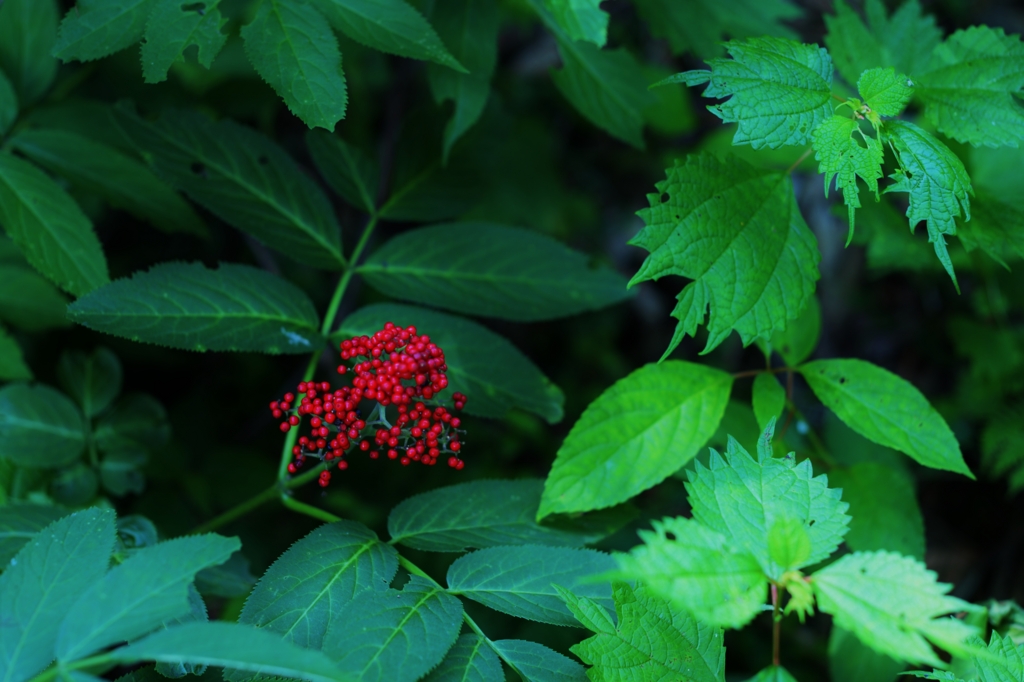 f:id:JKazy:20160713001737j:plain f:id:JKazy:20160713001737j:plain