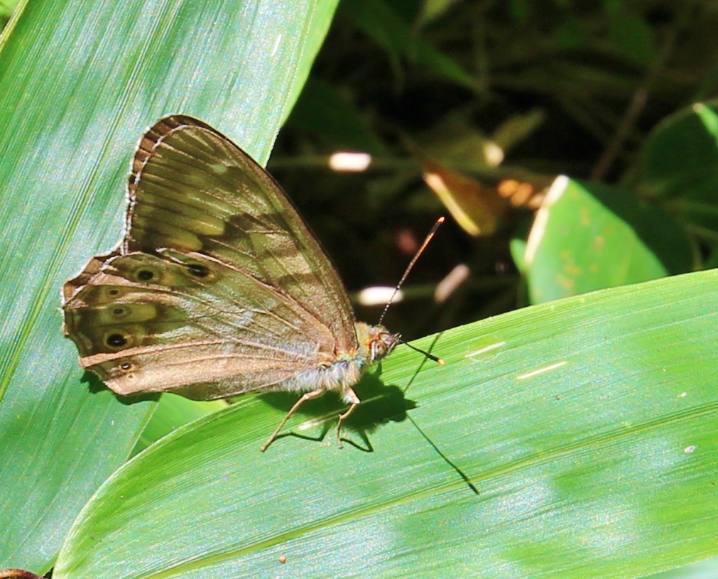 f:id:JKazy:20160730181349j:plain f:id:JKazy:20160730181349j:plain