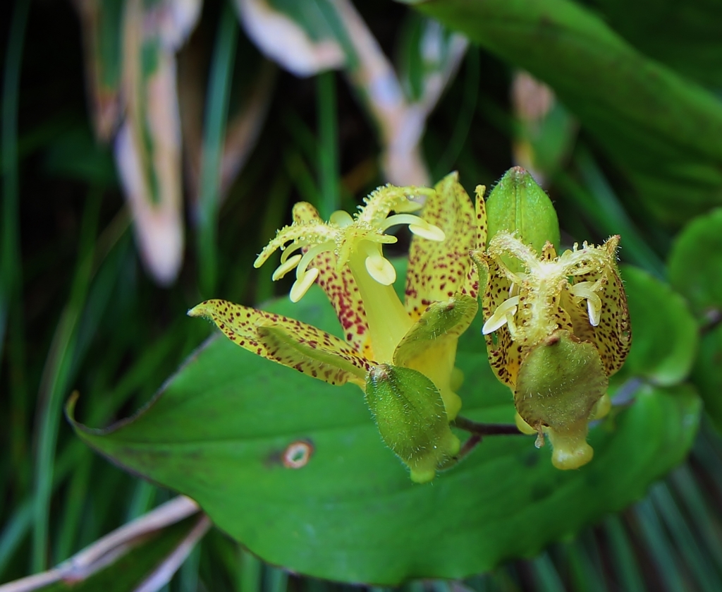 f:id:JKazy:20160730181445j:plain f:id:JKazy:20160730181445j:plain