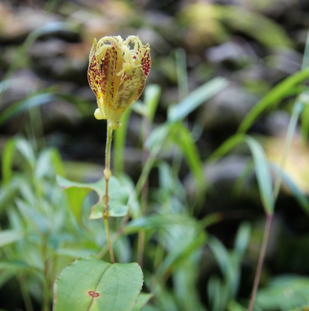 f:id:JKazy:20160730181604j:plain f:id:JKazy:20160730181604j:plain