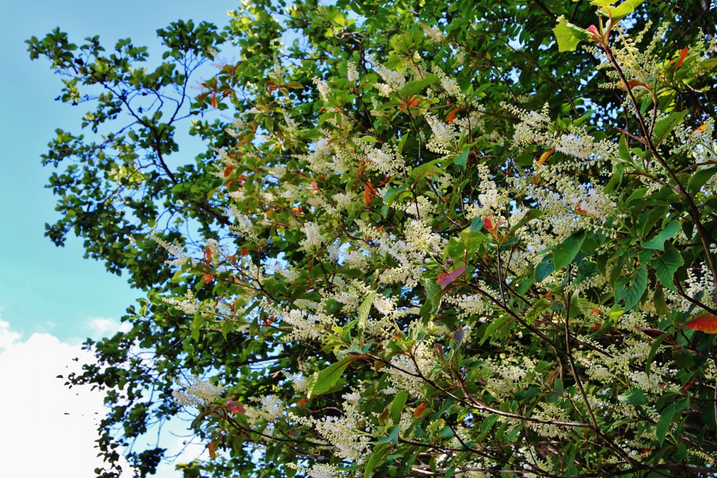 f:id:JKazy:20160730181957j:plain