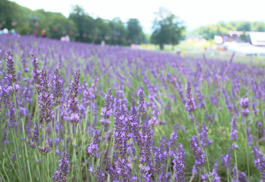 f:id:JKazy:20160805072303j:plain f:id:JKazy:20160805072303j:plain