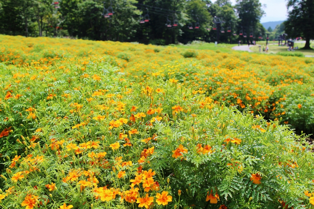 f:id:JKazy:20160805072915j:plain f:id:JKazy:20160805072915j:plain