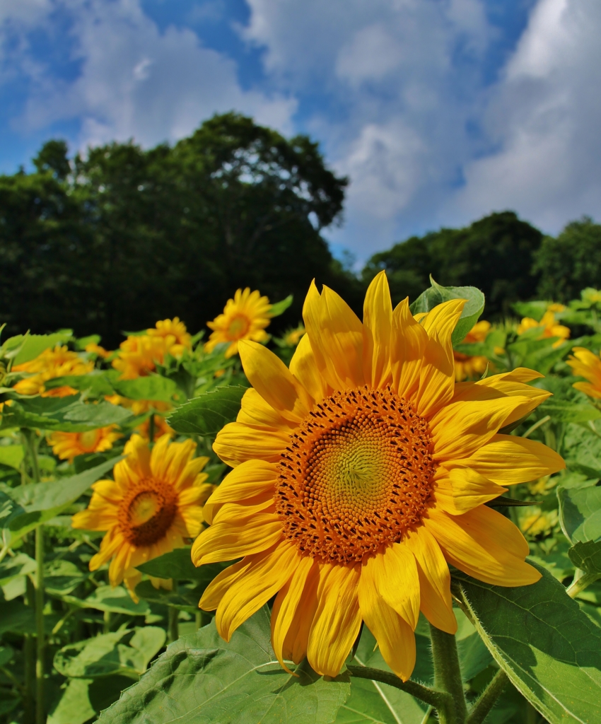 f:id:JKazy:20160805072958j:plain f:id:JKazy:20160805072958j:plain