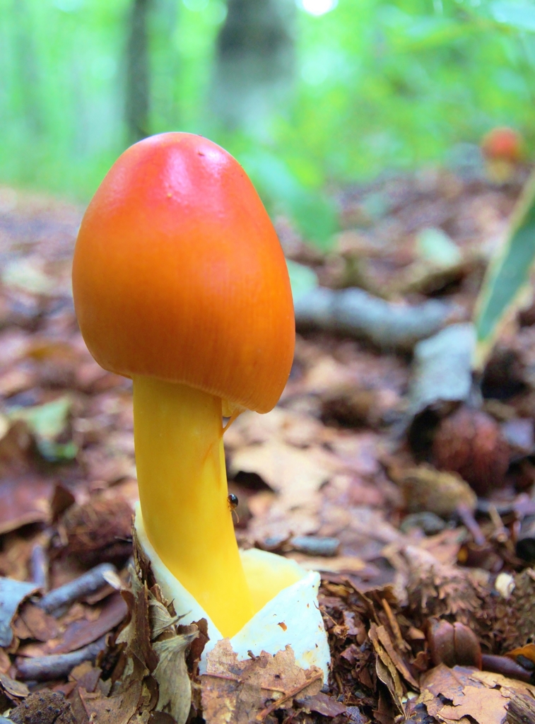 f:id:JKazy:20160805073451j:plain f:id:JKazy:20160805073451j:plain