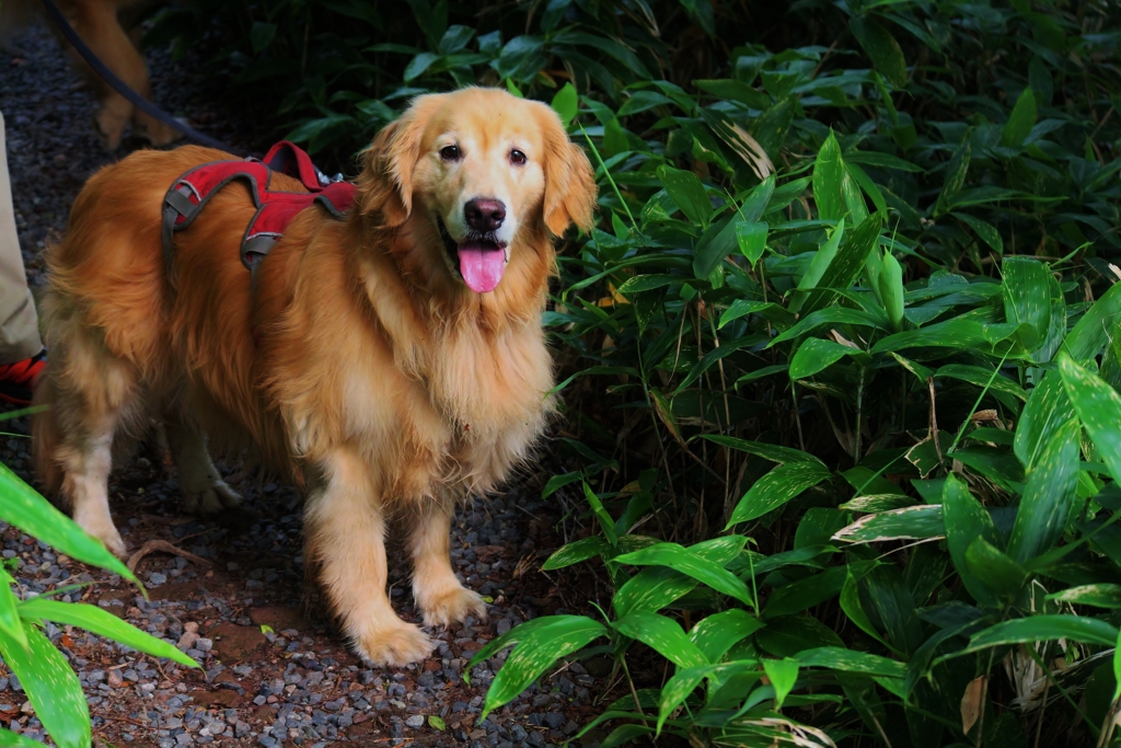 f:id:JKazy:20160807220418j:plain