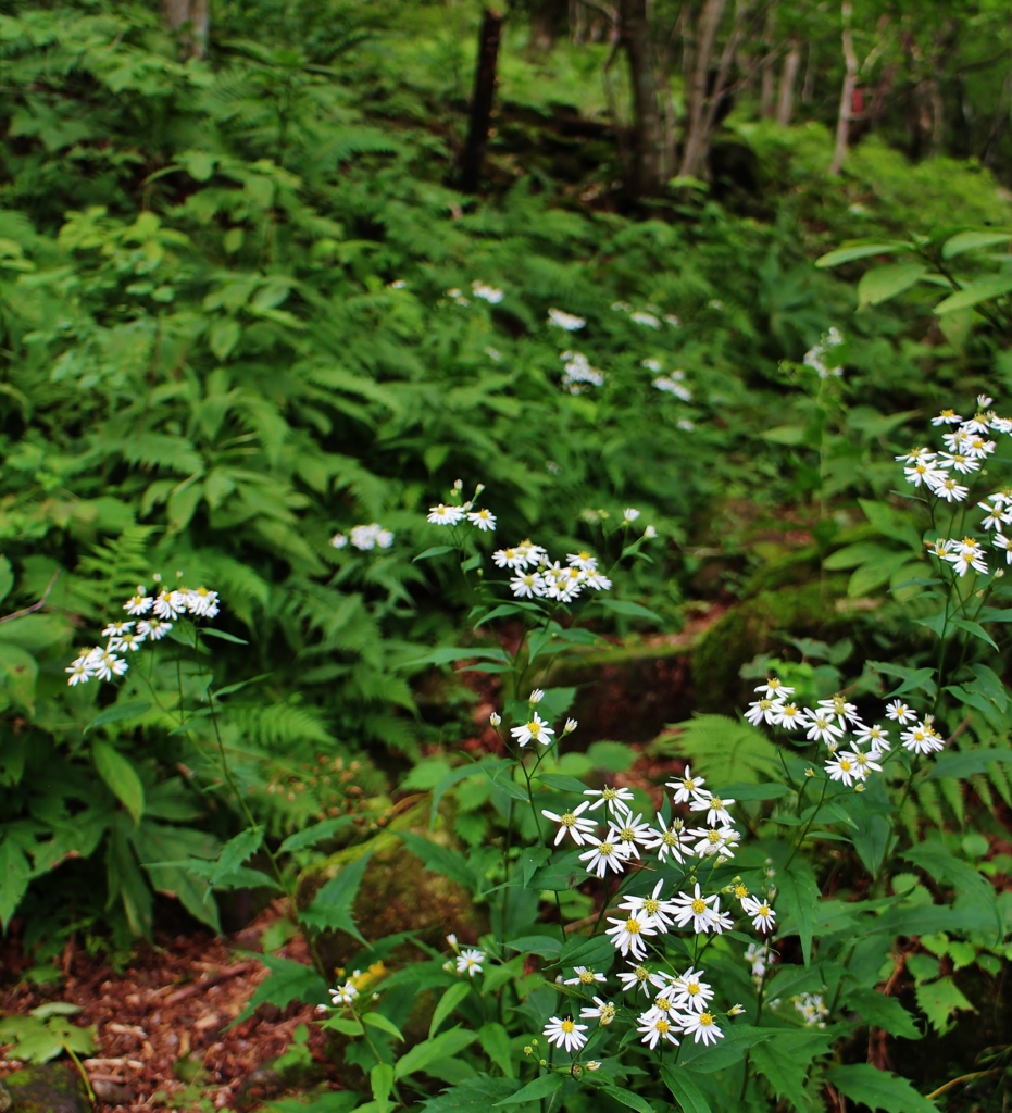 f:id:JKazy:20160823171542j:plain f:id:JKazy:20160823171542j:plain