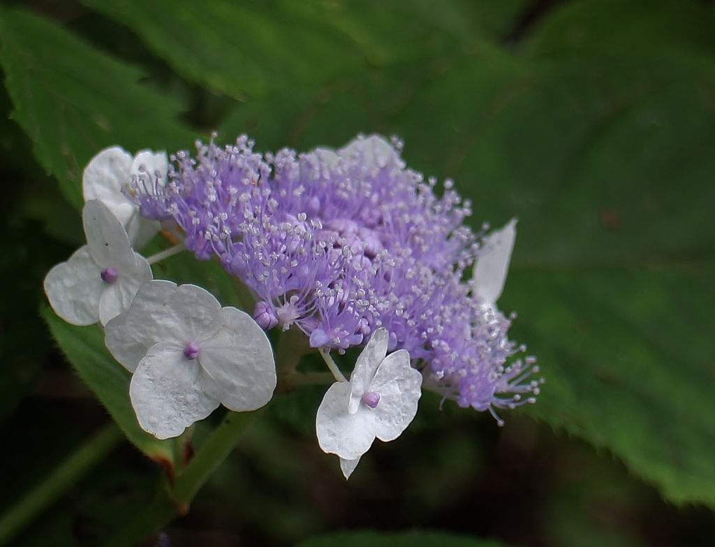 f:id:JKazy:20160823171630j:plain f:id:JKazy:20160823171630j:plain