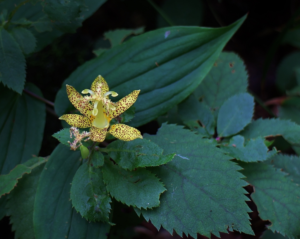 f:id:JKazy:20160823171647j:plain f:id:JKazy:20160823171647j:plain