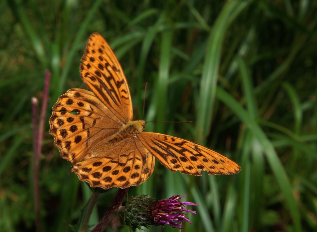 f:id:JKazy:20160902214121j:plain f:id:JKazy:20160902214121j:plain