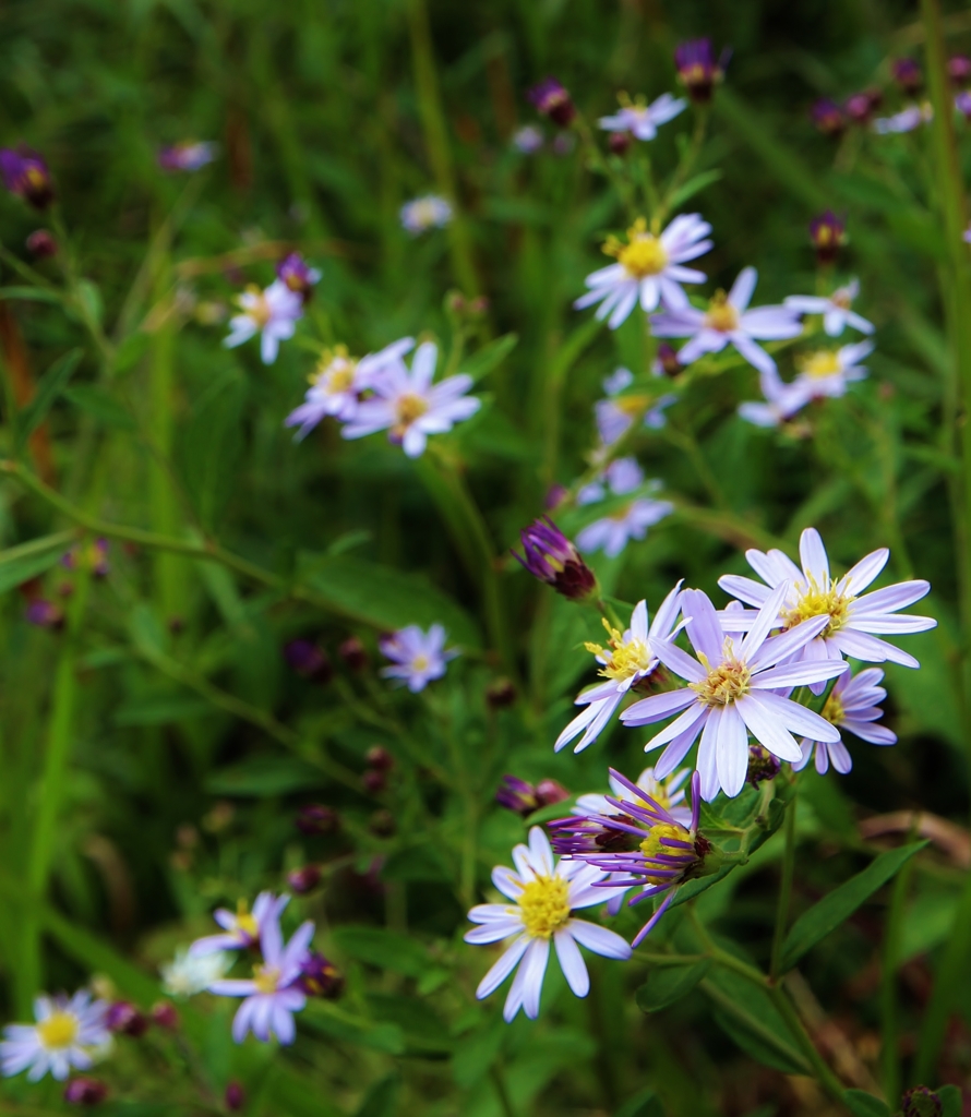 f:id:JKazy:20160902214207j:plain f:id:JKazy:20160902214207j:plain