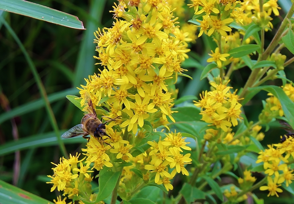 f:id:JKazy:20160902214235j:plain f:id:JKazy:20160902214235j:plain