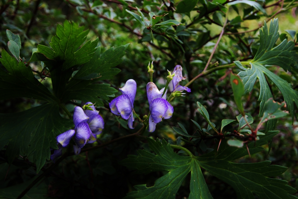 f:id:JKazy:20160902214509j:plain f:id:JKazy:20160902214509j:plain