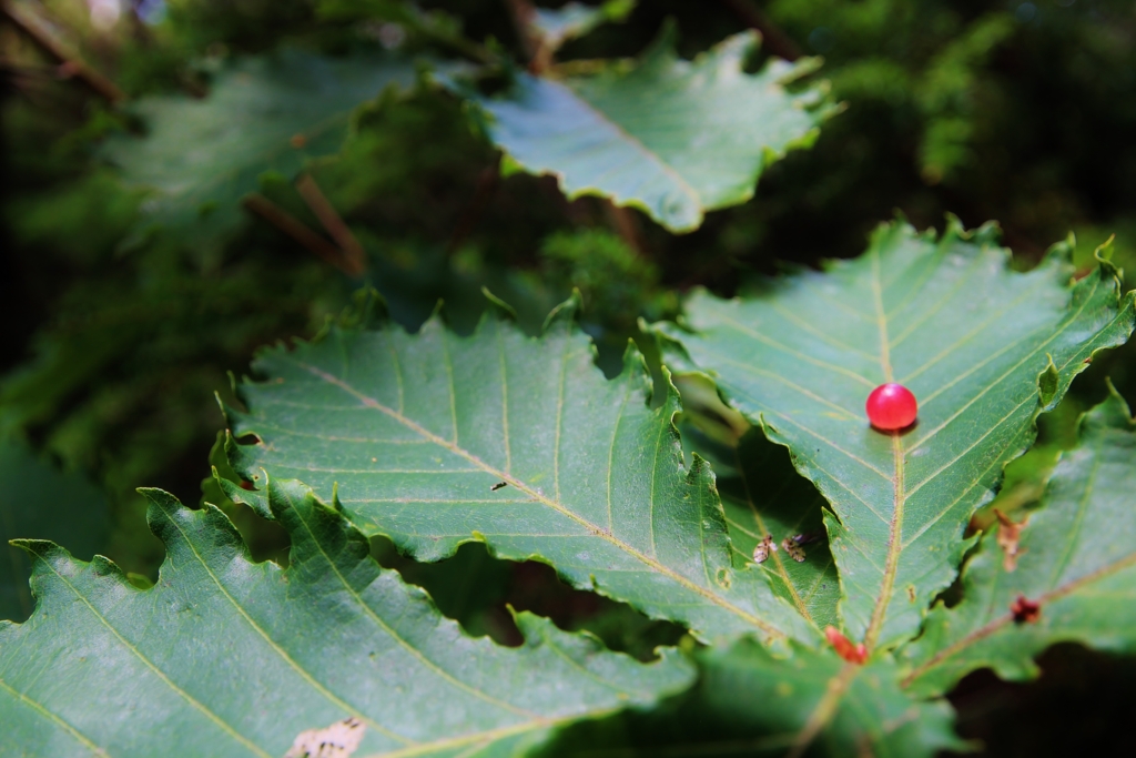 f:id:JKazy:20160910003002j:plain