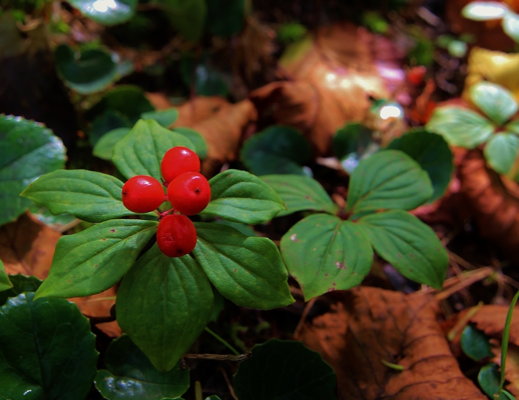 f:id:JKazy:20160910003122j:plain