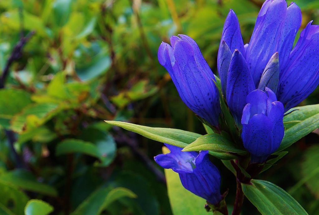 f:id:JKazy:20160910003337j:plain