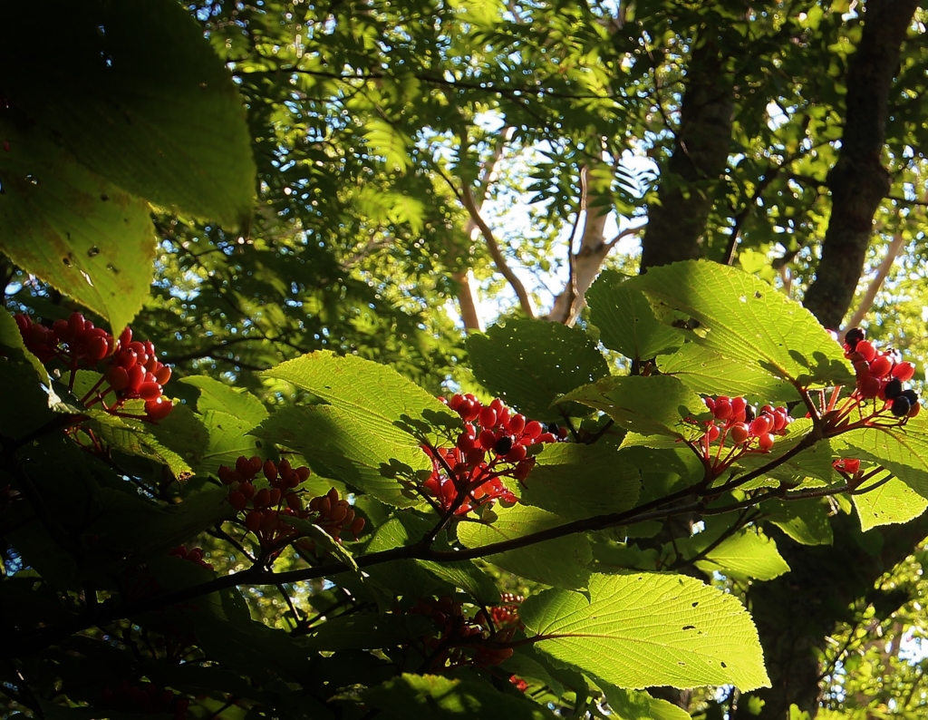 f:id:JKazy:20160910003409j:plain