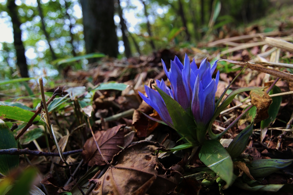 f:id:JKazy:20161015000206j:plain f:id:JKazy:20161015000206j:plain