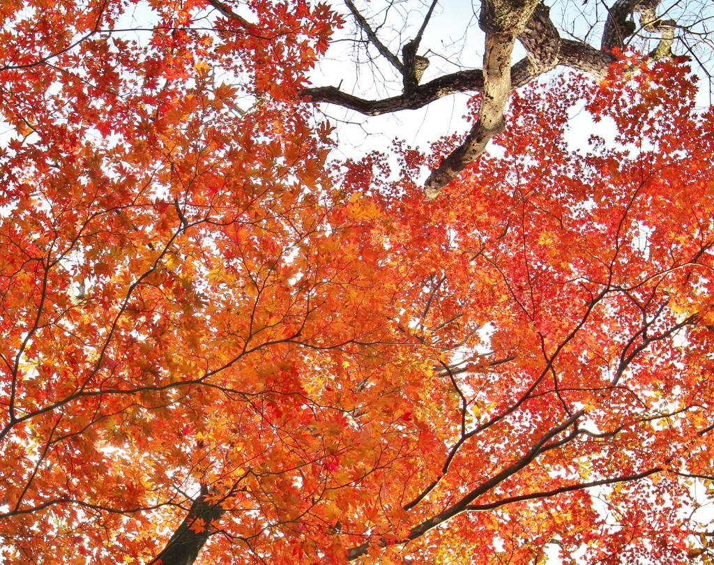 f:id:JKazy:20161106221215j:plain