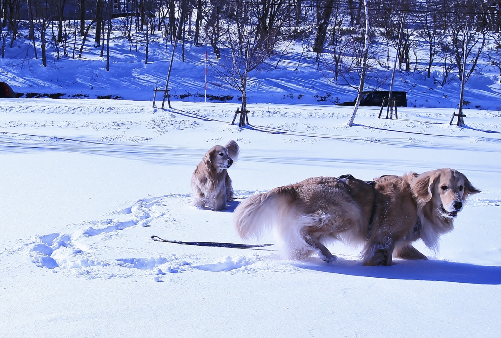 f:id:JKazy:20170122151902j:plain f:id:JKazy:20170122151902j:plain