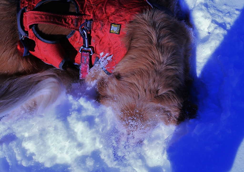 f:id:JKazy:20170122152001j:plain f:id:JKazy:20170122152001j:plain