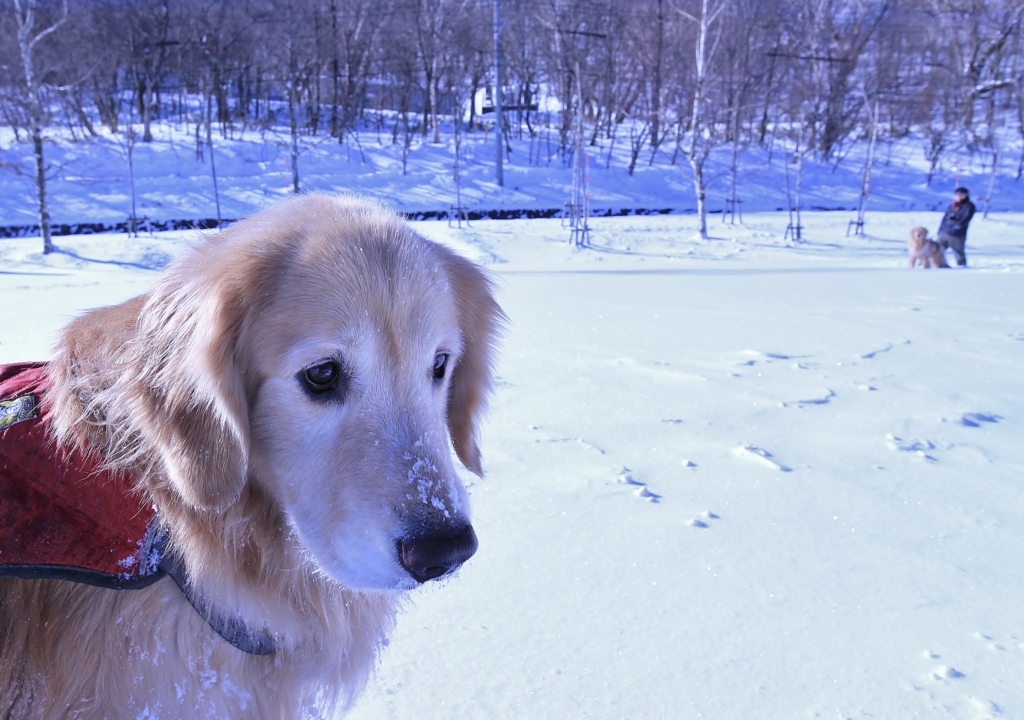 f:id:JKazy:20170122152132j:plain f:id:JKazy:20170122152132j:plain