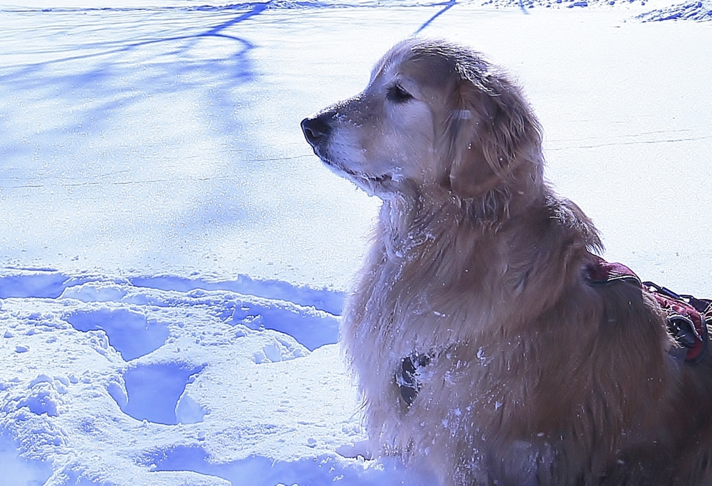 f:id:JKazy:20170122152232j:plain f:id:JKazy:20170122152232j:plain