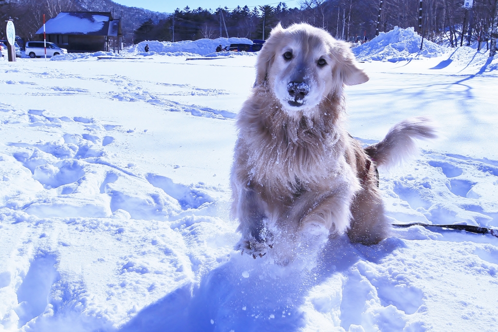 f:id:JKazy:20170122152302j:plain f:id:JKazy:20170122152302j:plain