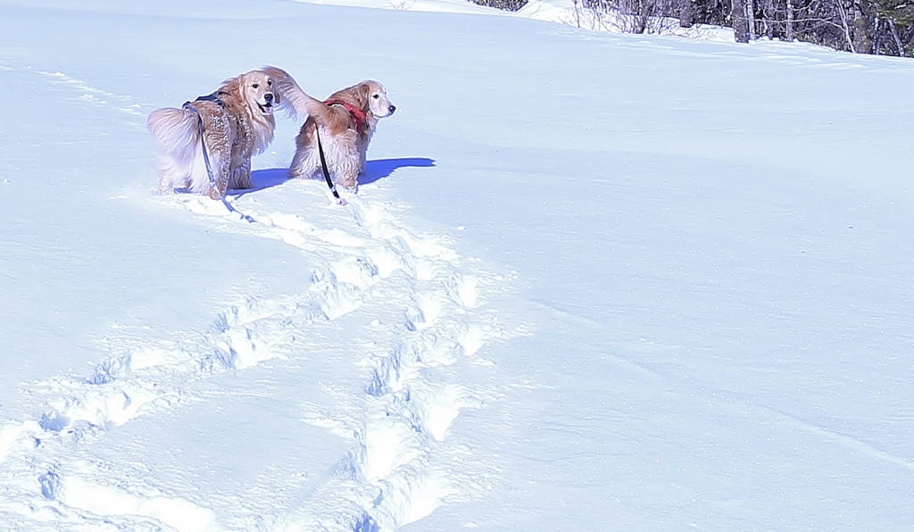 f:id:JKazy:20170122152331j:plain f:id:JKazy:20170122152331j:plain