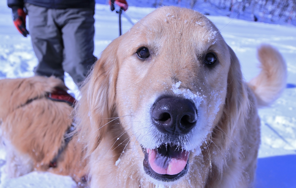 f:id:JKazy:20170122152544j:plain f:id:JKazy:20170122152544j:plain