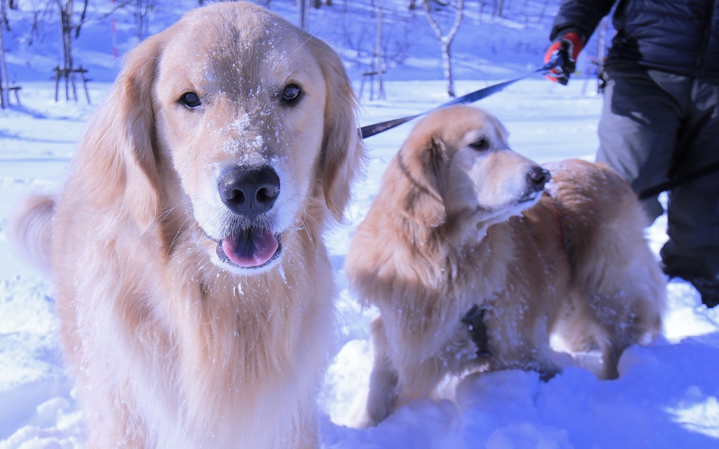 f:id:JKazy:20170122152644j:plain f:id:JKazy:20170122152644j:plain