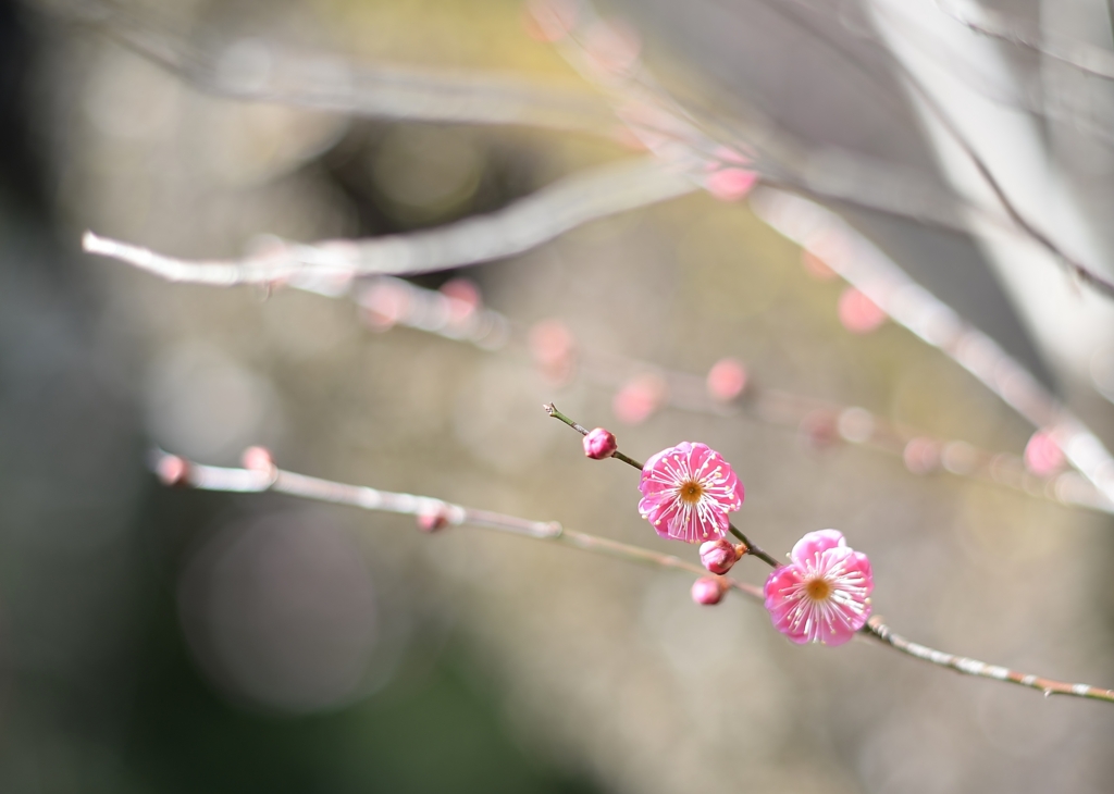 f:id:JKazy:20170201233956j:plain