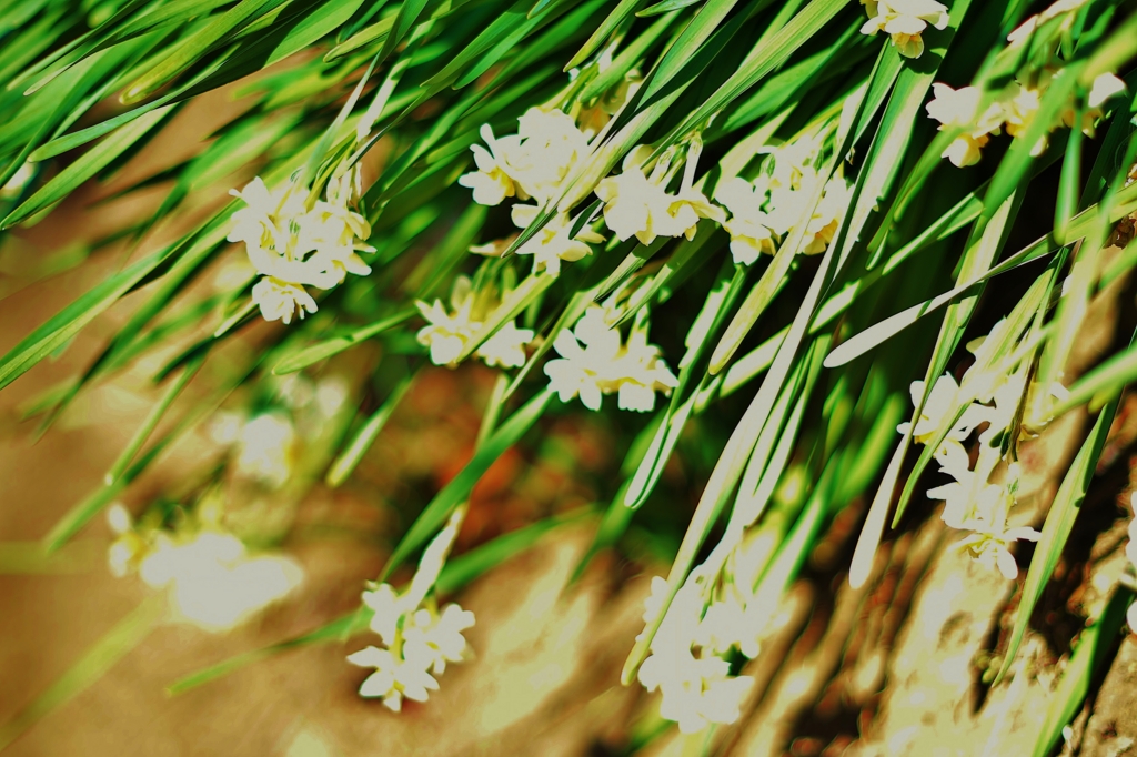 f:id:JKazy:20170201234125j:plain