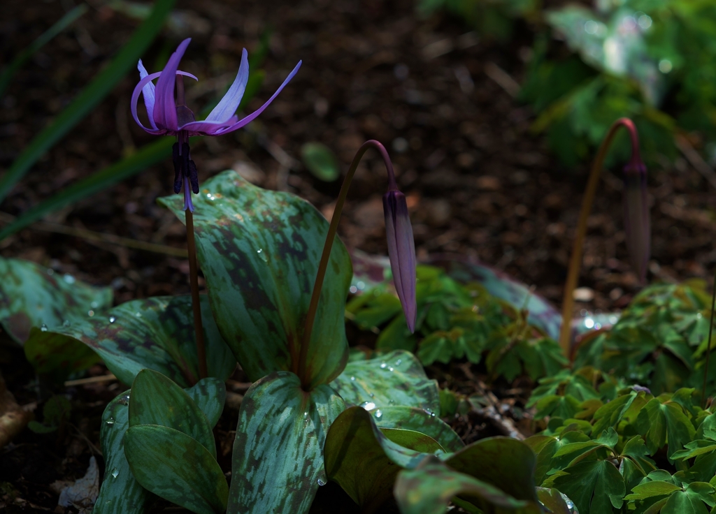 f:id:JKazy:20170329230723j:plain f:id:JKazy:20170329230723j:plain