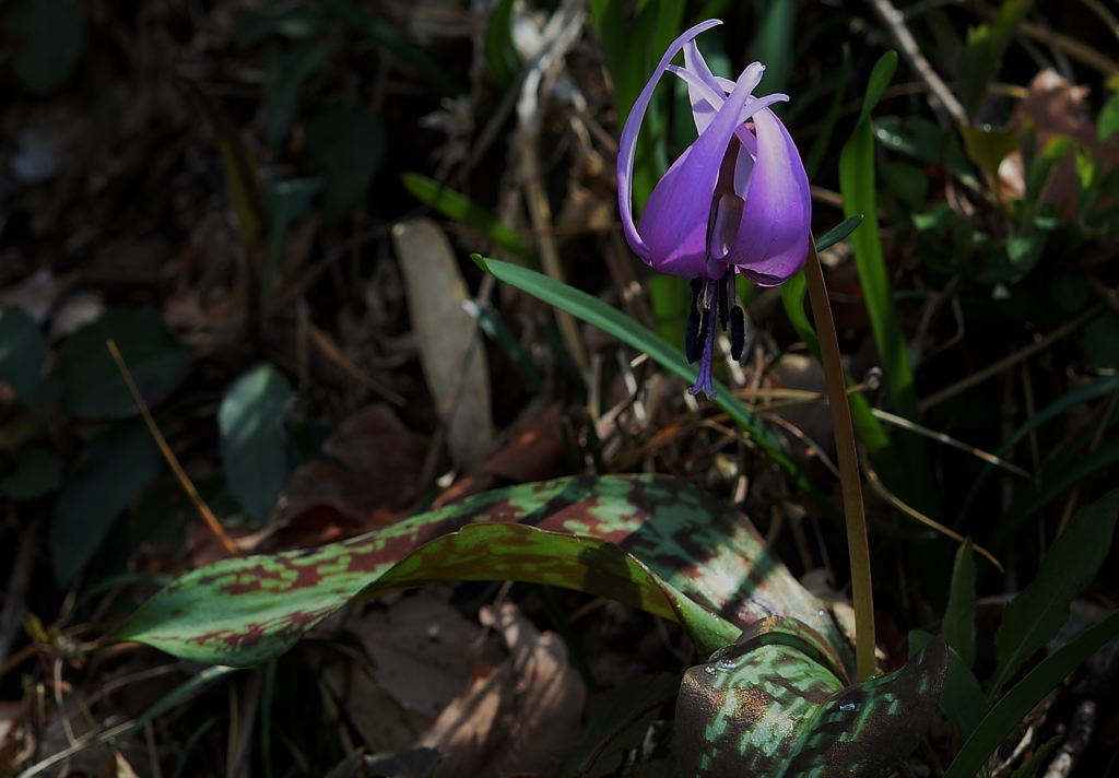 f:id:JKazy:20170329230803j:plain f:id:JKazy:20170329230803j:plain