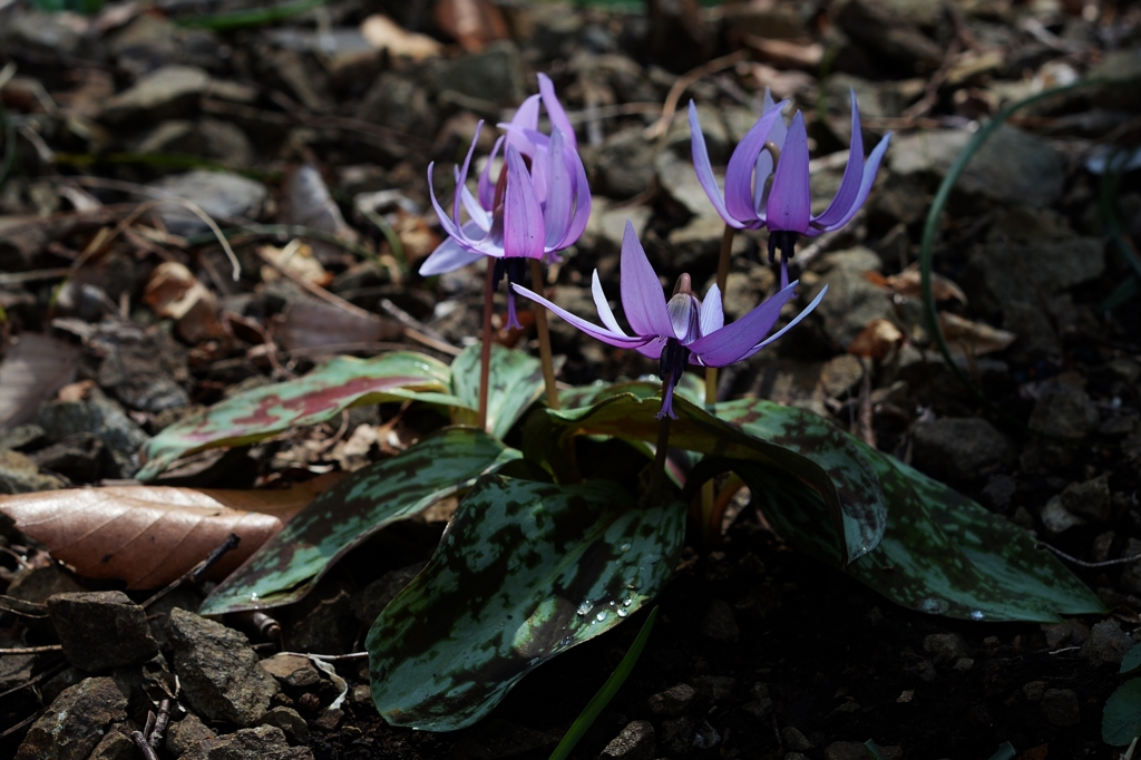 f:id:JKazy:20170329230826j:plain f:id:JKazy:20170329230826j:plain