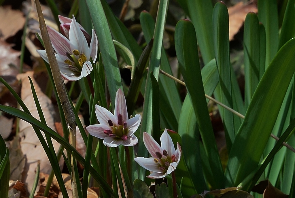 f:id:JKazy:20170329230935j:plain f:id:JKazy:20170329230935j:plain