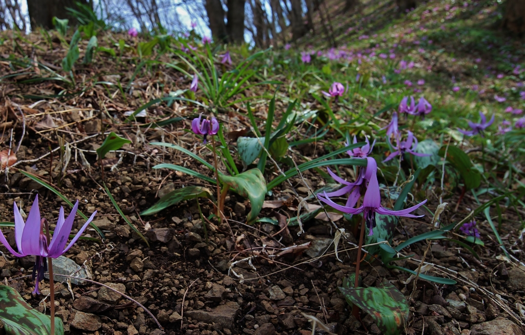 f:id:JKazy:20170329231129j:plain f:id:JKazy:20170329231129j:plain