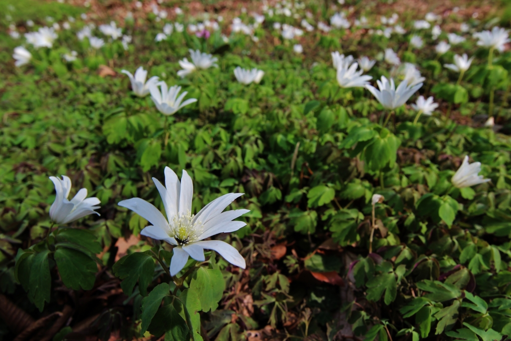 f:id:JKazy:20170329231227j:plain f:id:JKazy:20170329231227j:plain